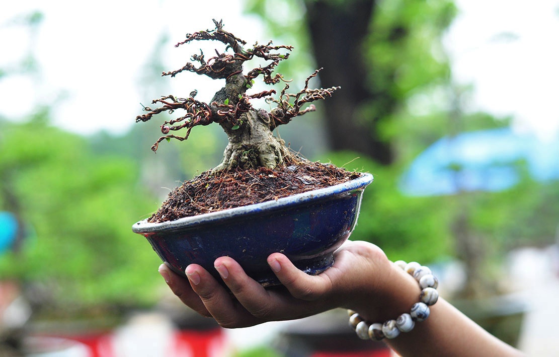 bonsai tram trieu o cuoc trien lam anh 3