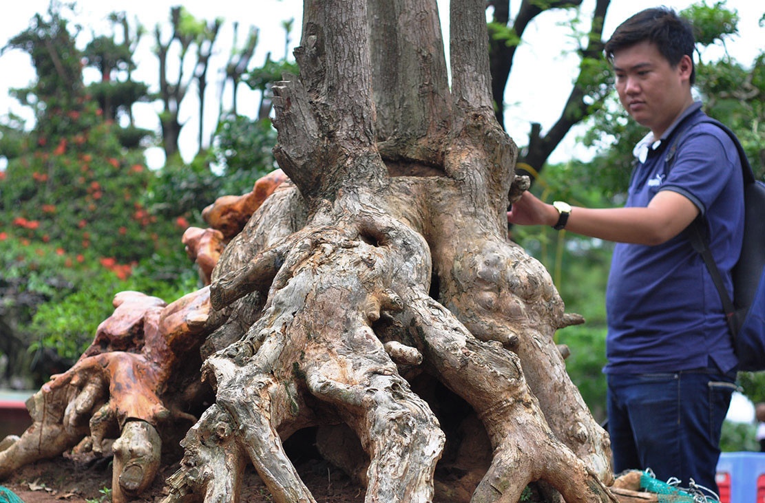 bonsai tram trieu o cuoc trien lam anh 4