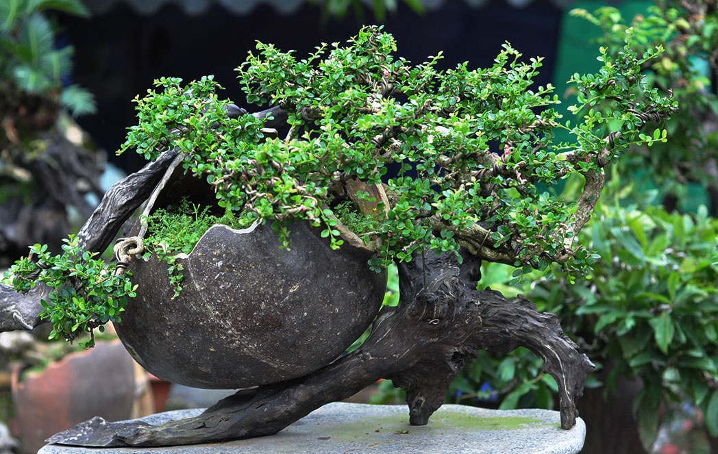 bonsai tram trieu o cuoc trien lam anh 5
