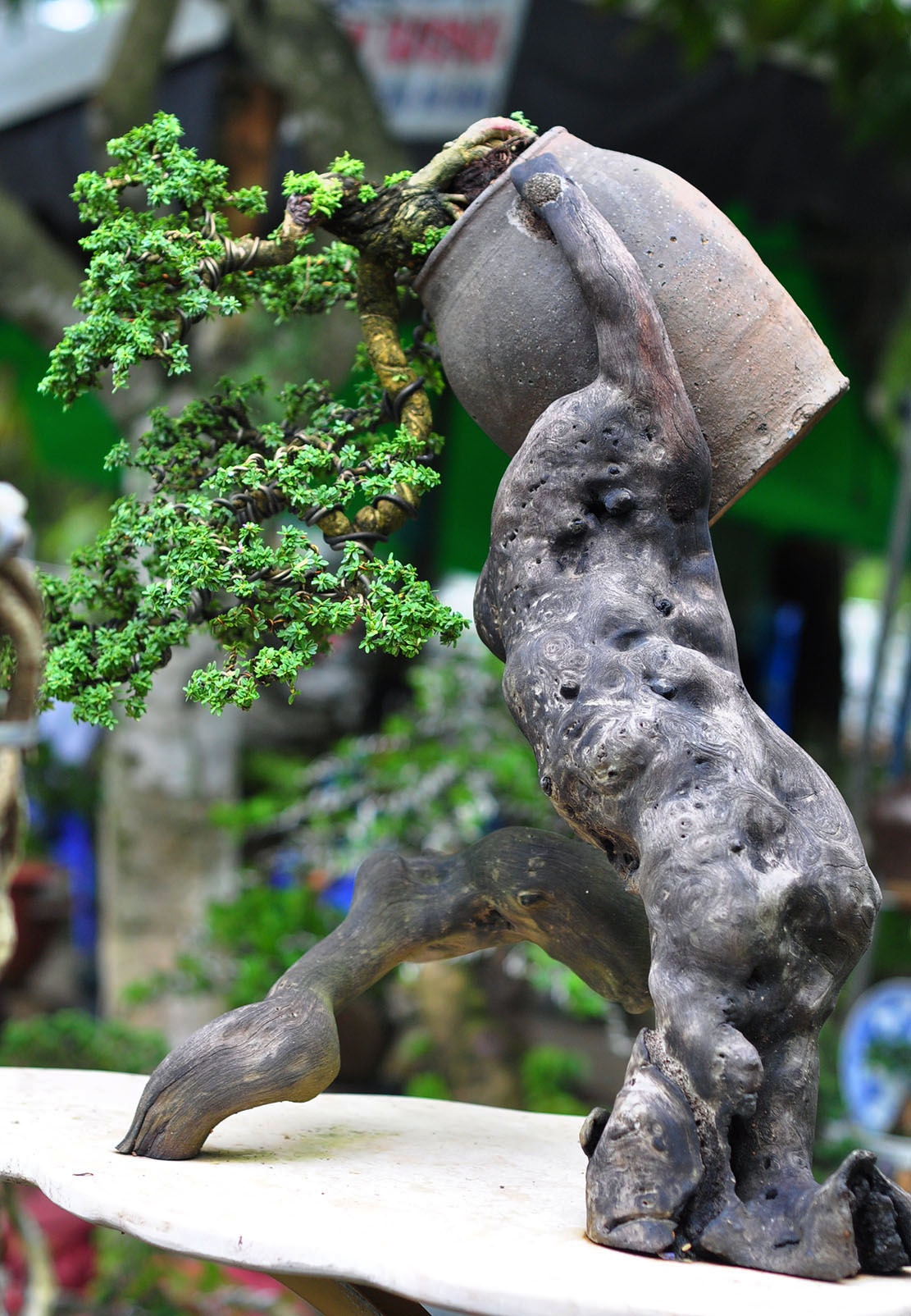 bonsai tram trieu o cuoc trien lam anh 6