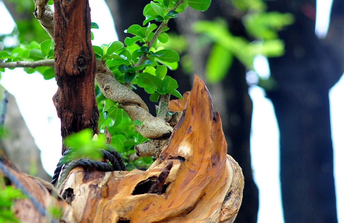 bonsai tram trieu o cuoc trien lam anh 8