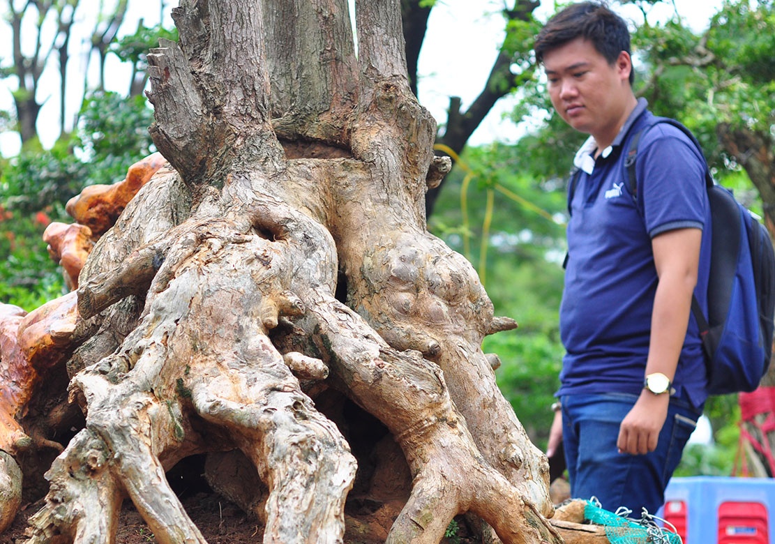 Goc vu sua ky quai gia 120 trieu o hoi thi bonsai hinh anh