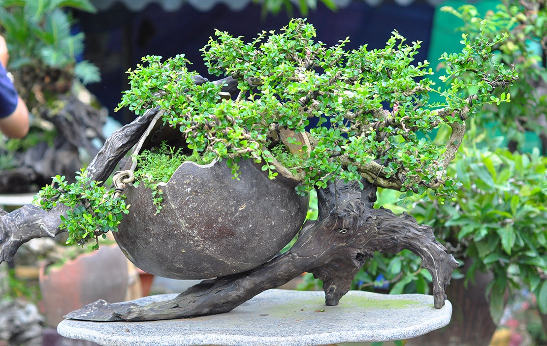 Hang nghin chau bonsai doc dao o Dong Nai hinh anh