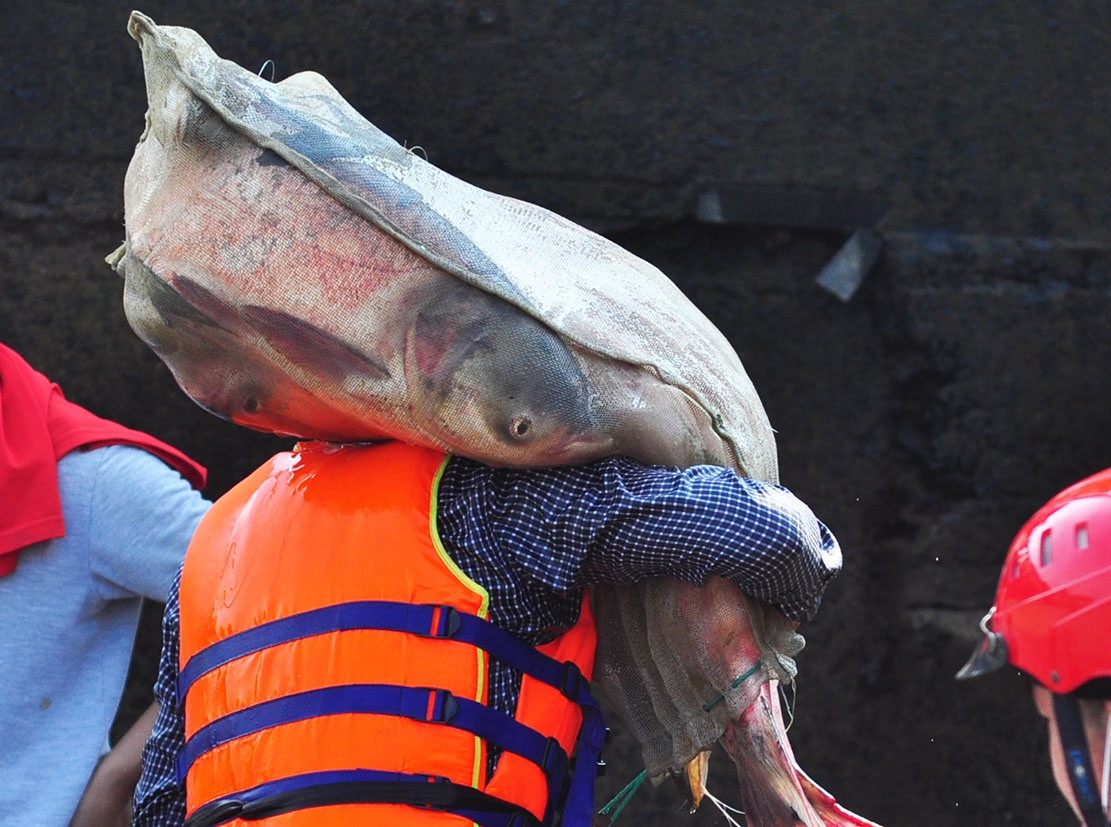 bat ca dap thuy dien tri an anh 9