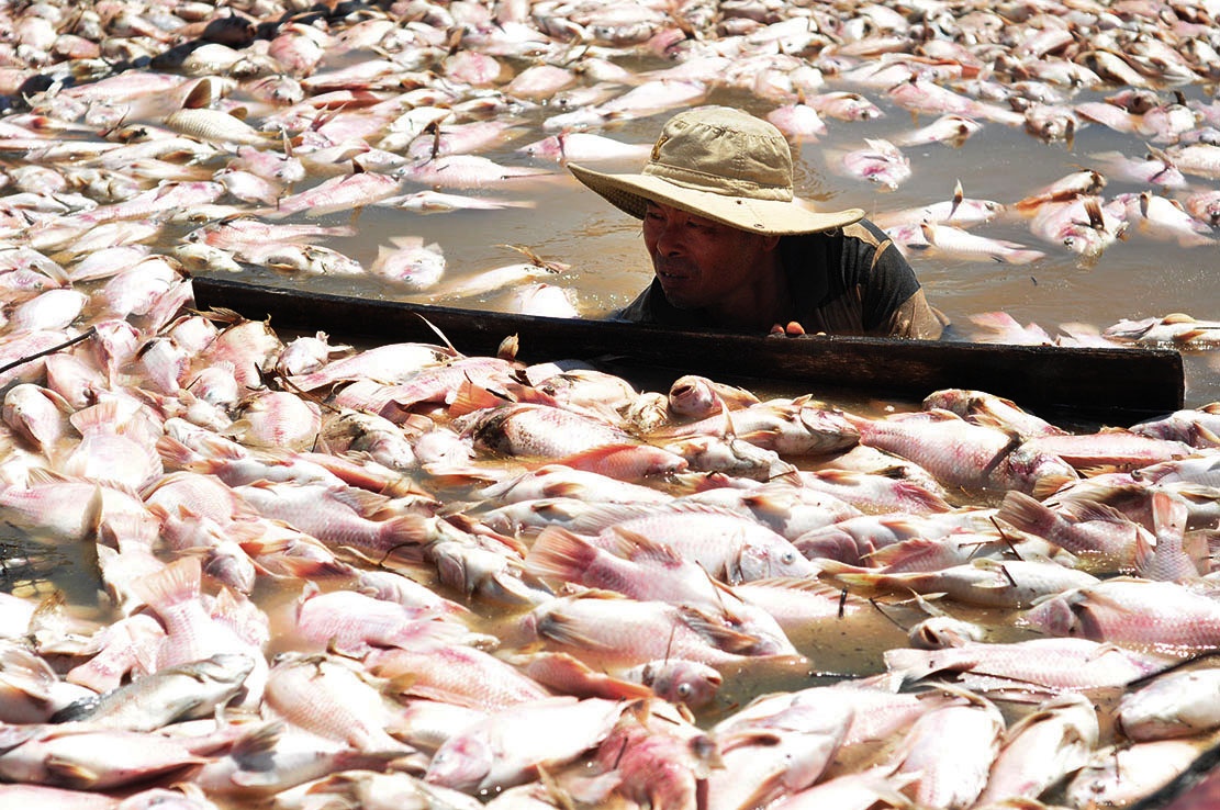 Dan lang be khon don vi chua duoc nhan tien ho tro 1.900 tan ca chet hinh anh