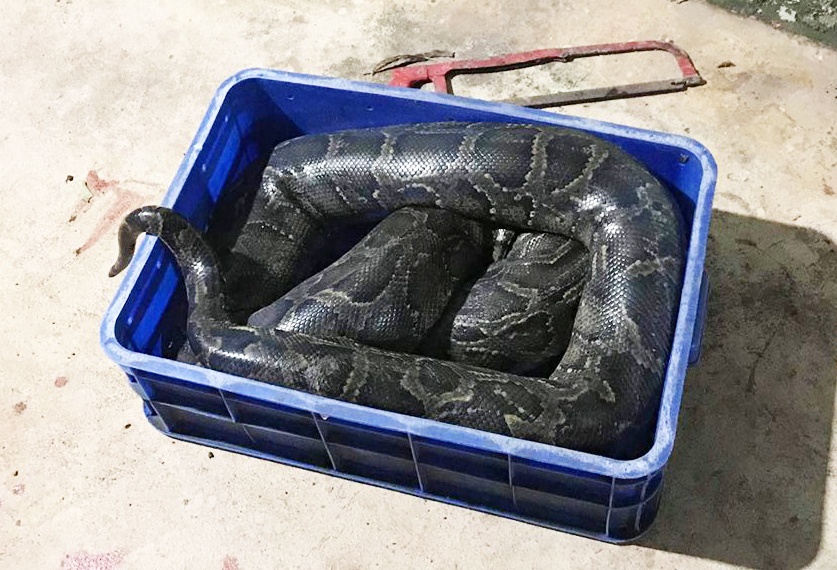 9X lam thue nghi bi tran song chuong siet chet hinh anh