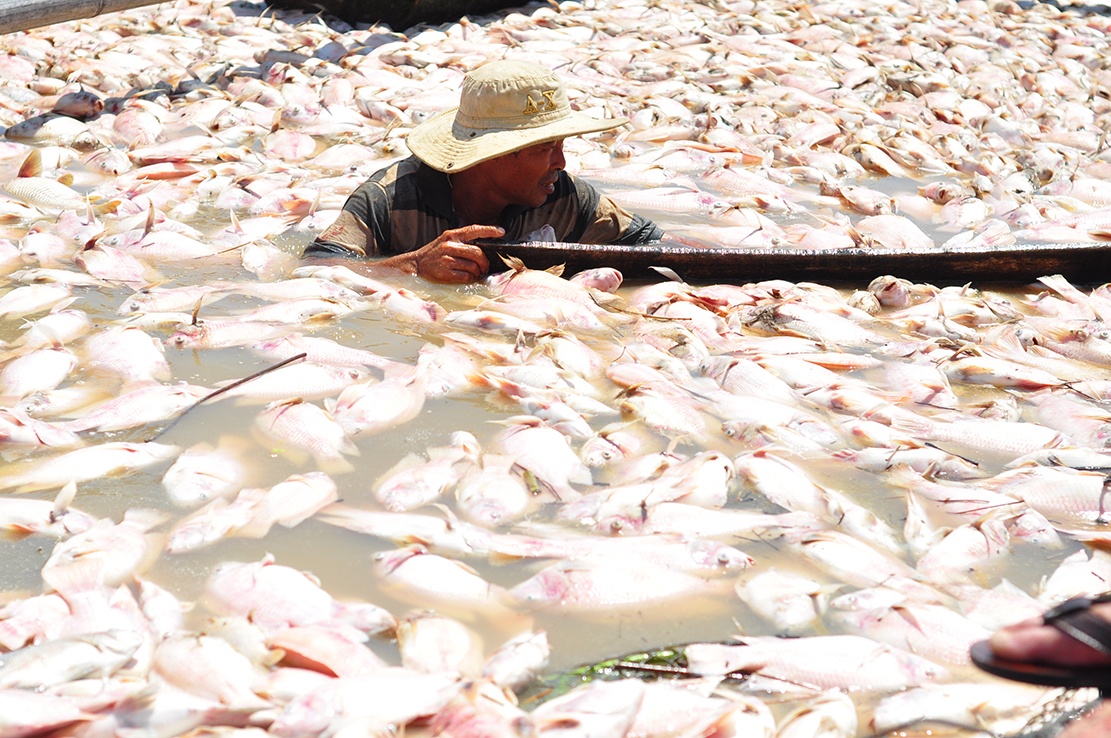 Dan La Nga sap nhan 12,3 ty dong sau tham hoa 1.900 tan ca chet hinh anh