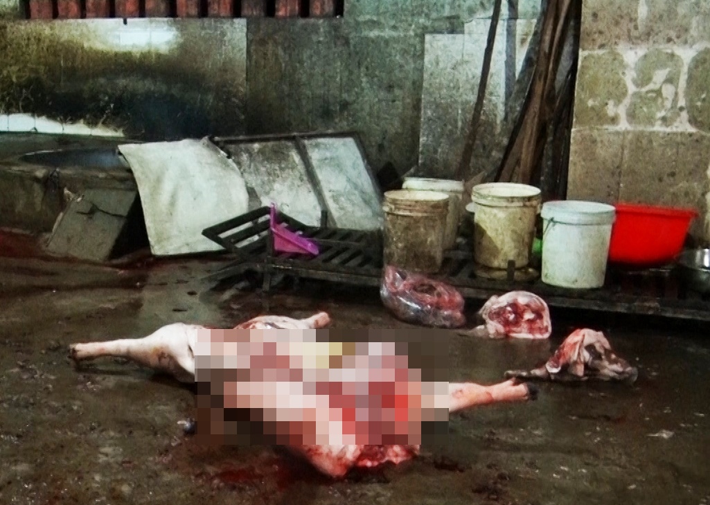 Lo mo heo lau van hoat dong sau nhieu lan bi xu phat hinh anh