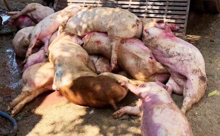 Chan kip thoi 3,2 tan thit heo nhiem benh chuan bi tung ra thi truong hinh anh