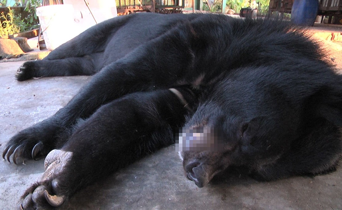 Bon ca the gau chet bat thuong truoc khi ban giao trung tam bao ton hinh anh