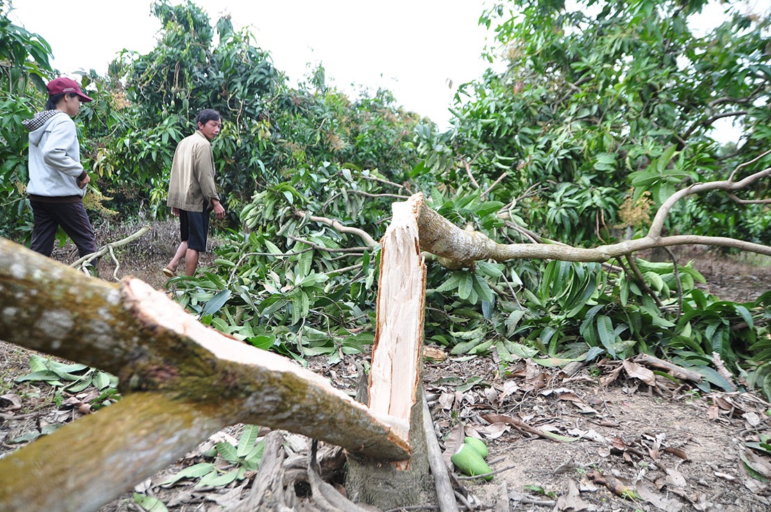 Nguoi dan dot lua xua duoi voi rung hinh anh