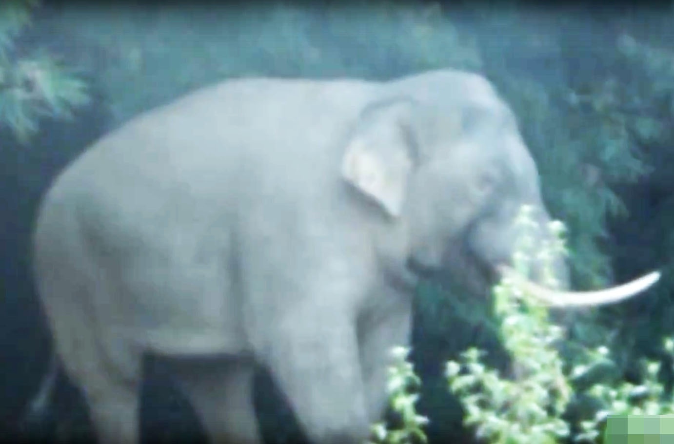 Lot hang rao dien tu, voi rung vao khu dan cu pha nuong ray, nha cua hinh anh