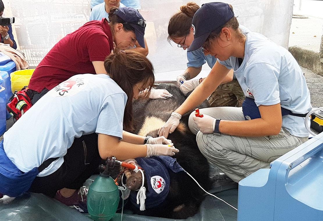 giai cuu gau ngua anh 1