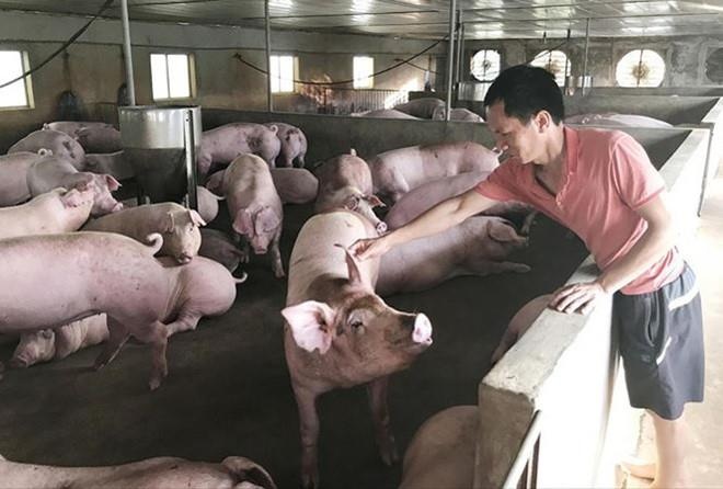 ‘Thu phu’ chan nuoi Dong Nai phat hien them o dich ta heo chau Phi hinh anh