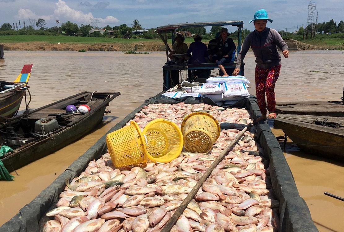 Hang tram tan ca chet trang o Dong Nai hinh anh