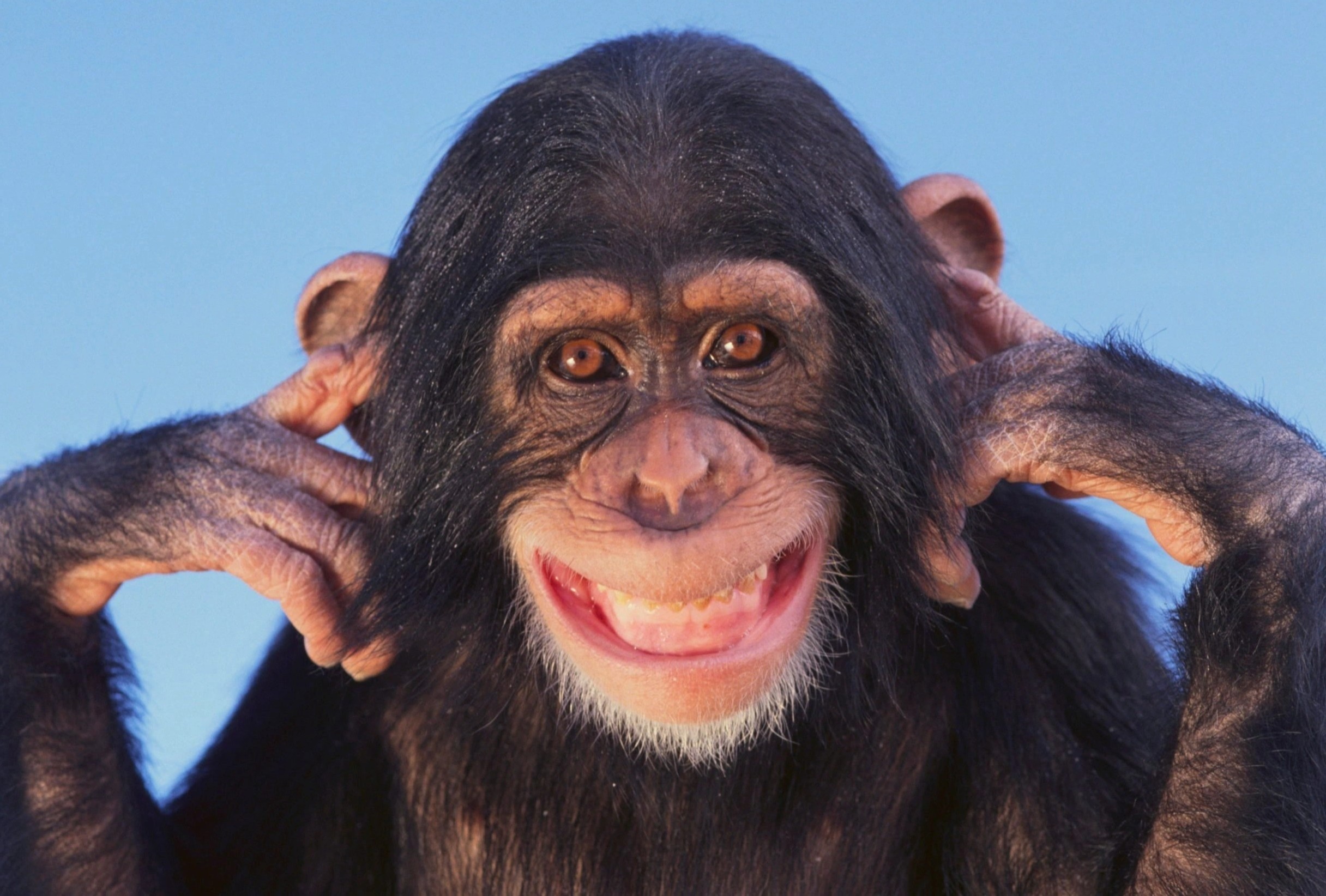 Hoc hoi cach de song hanh phuc tu dong vat hinh anh