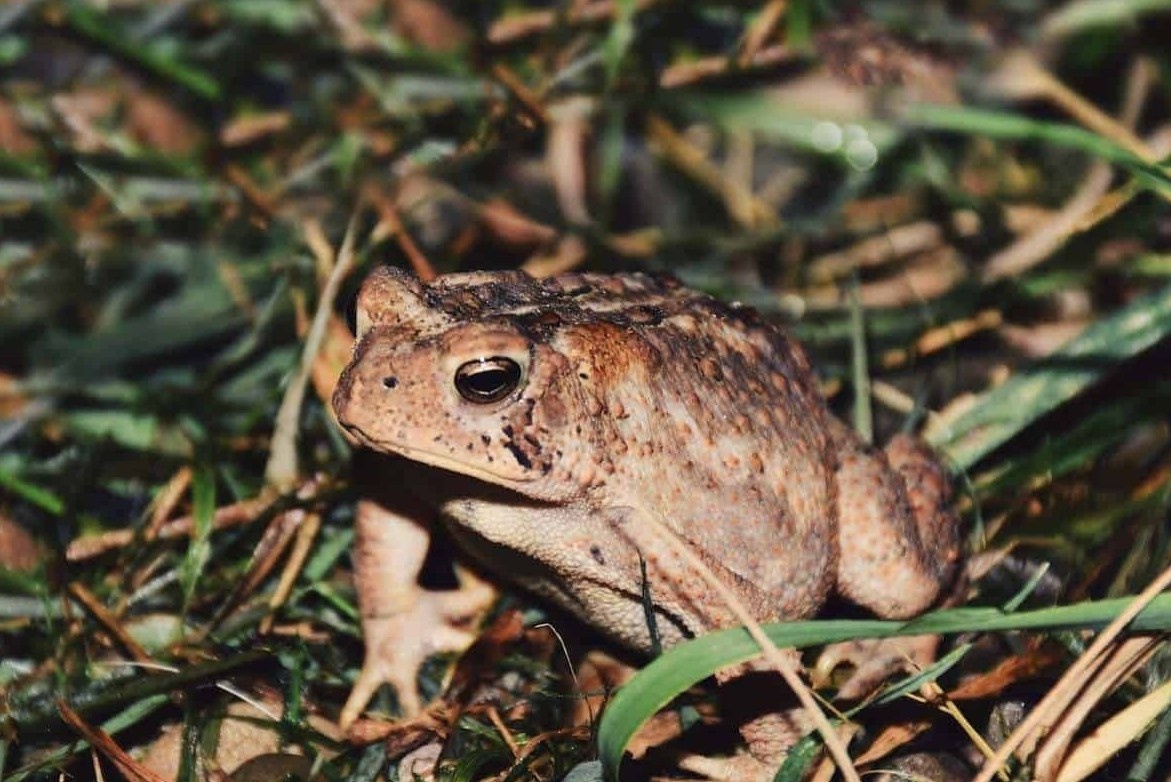 Khi nao thit coc gay ngo doc? hinh anh