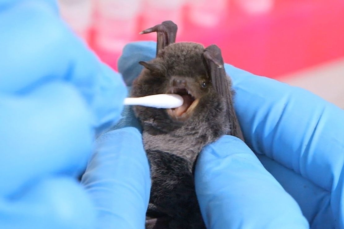 Viet Nam chua tung ghi nhan ca nhiem virus Marburg hinh anh