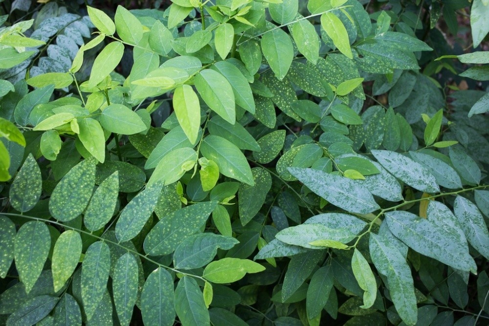 Uong nuoc rau ngot song co tot khong? hinh anh