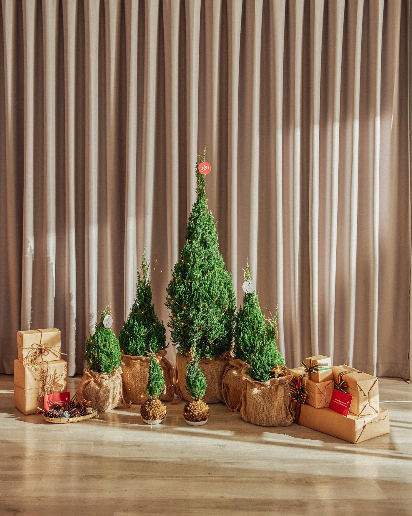 Nến thơm, cây thông, vòng nguyệt quế ảnh 9 Nen thom, cay thong, vong nguyet que anh 9