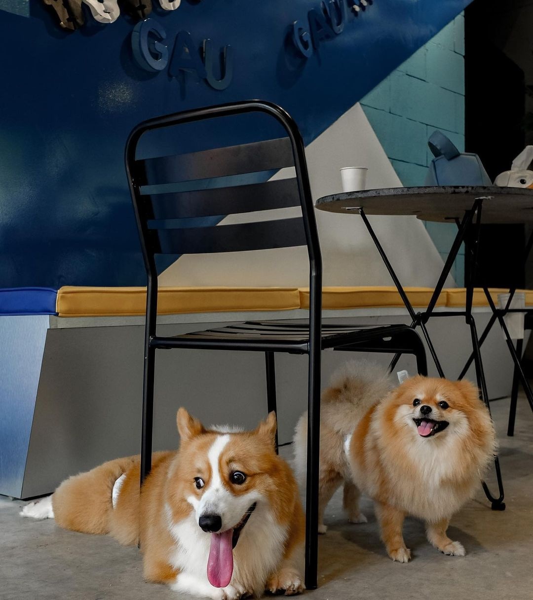 cuối tuần, thú cưng, cà phê ảnh 6 cuoi tuan, thu cung, ca phe anh 6