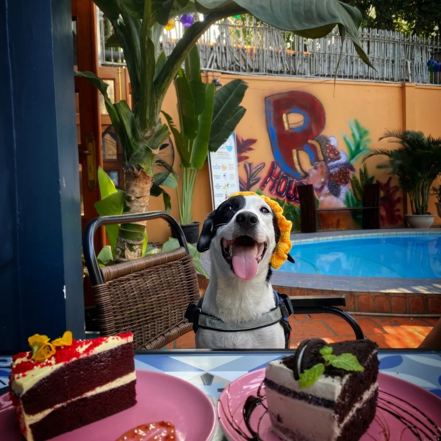 thức ăn ngon, không gian, thoáng đãng ảnh 6 thuc an ngon, khong gian, thoang dang anh 6