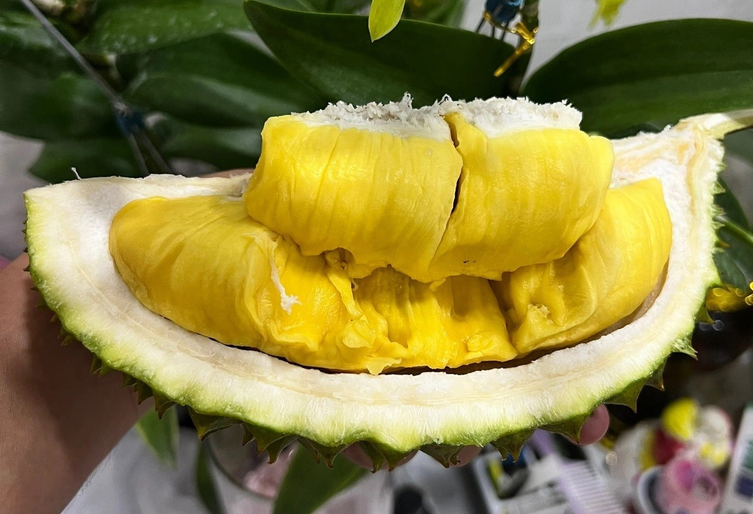 Sau rieng Musang King trong o Viet Nam co gia ca trieu dong/trai hinh anh