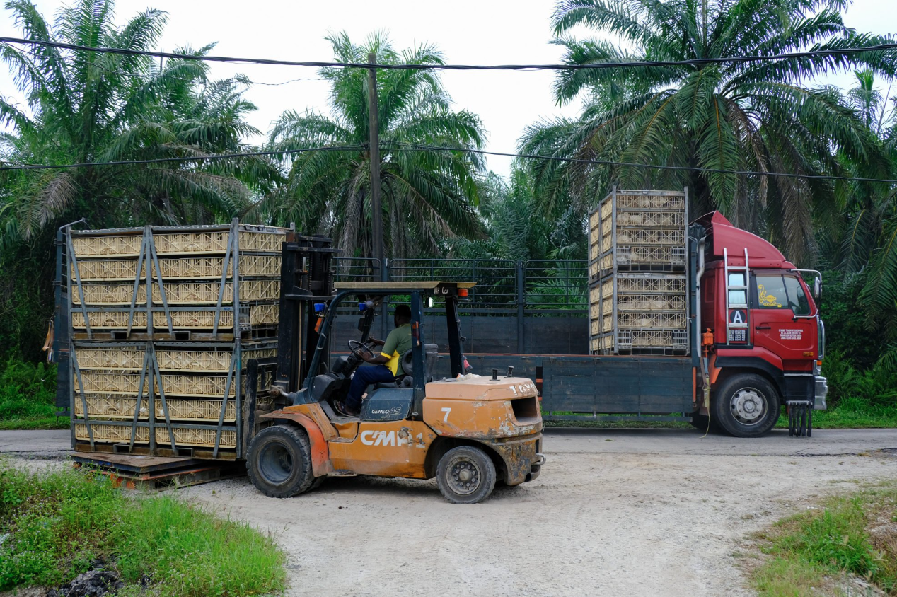 xuat khau ga,  com ga,  lenh cam anh 1