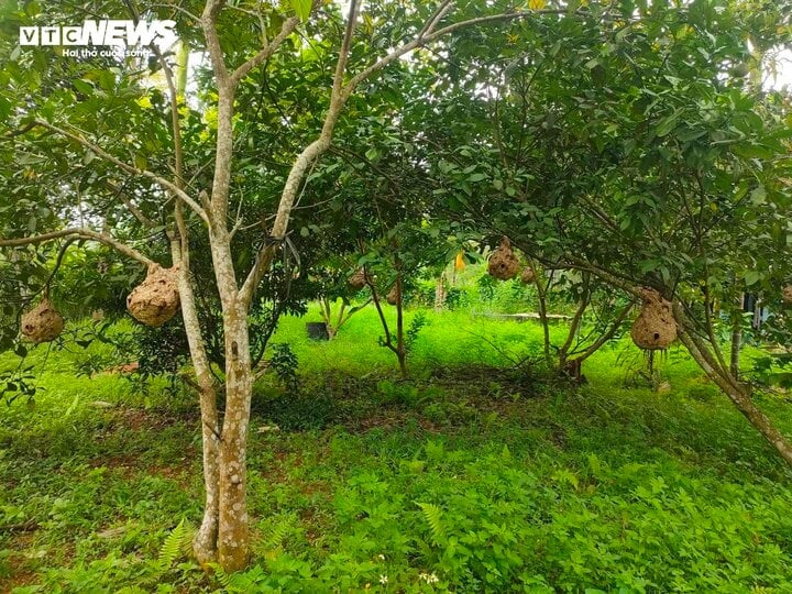 loi nhuan,  co tuc,  co phieu anh 2