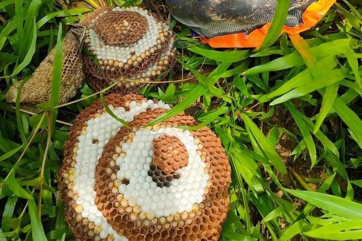 San nhong ong rung kiem hang chuc trieu dong hinh anh