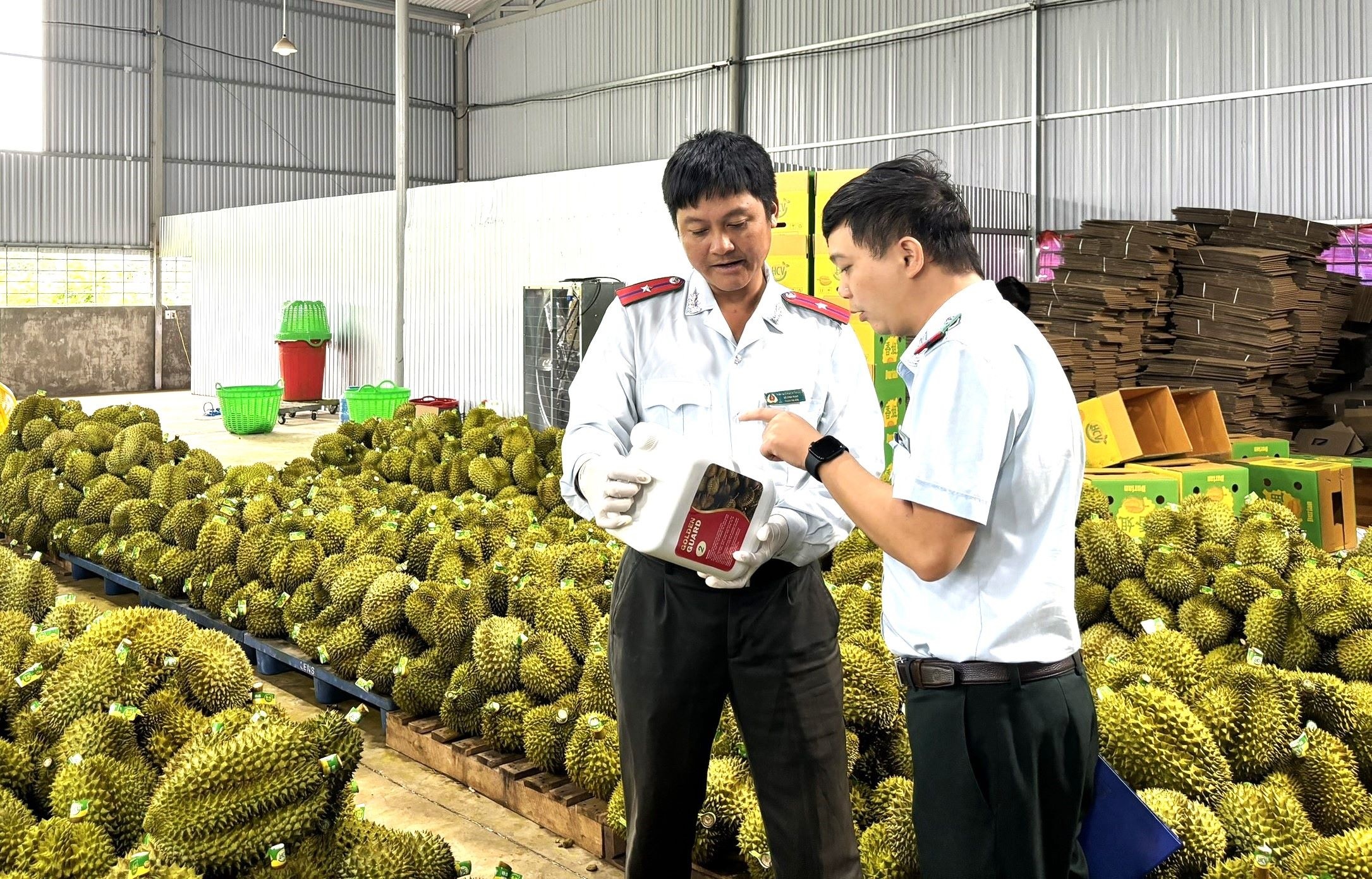 Kiem tra dot xuat o thu phu sau rieng Dak Lak hinh anh