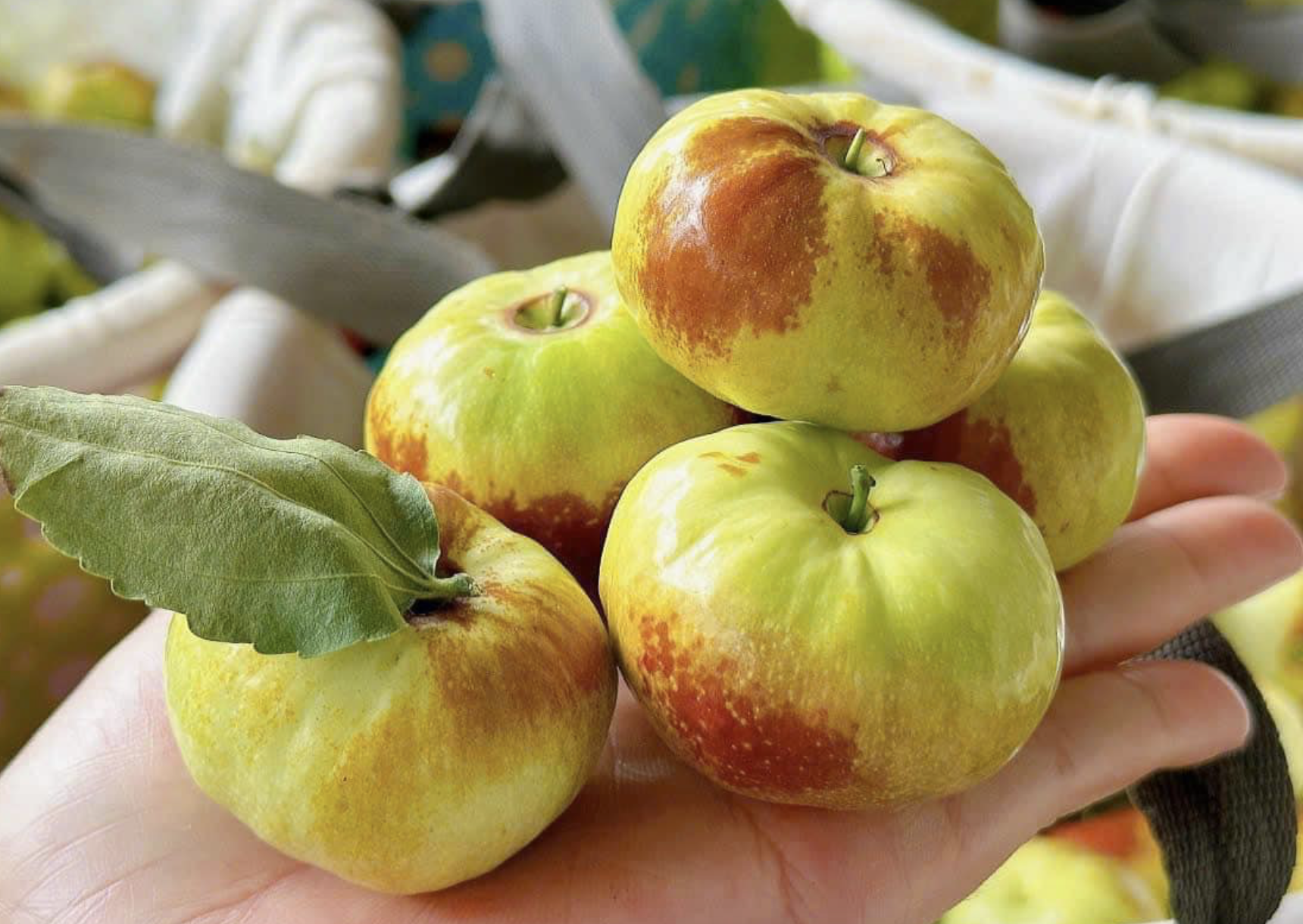 Hoa qua Trung Quoc nhap ve Viet Nam co loai ban gia cao ngat nguong hinh anh