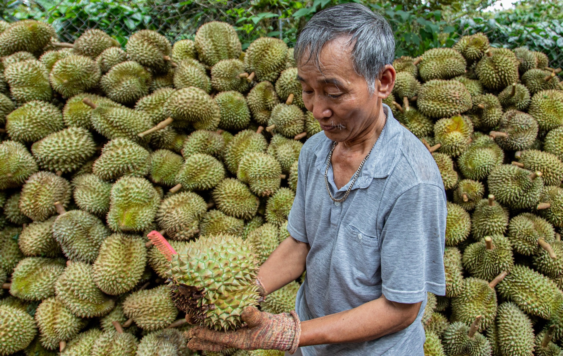 Bien vo sau rieng thanh than sinh hoc, giam go ban gia cao hinh anh