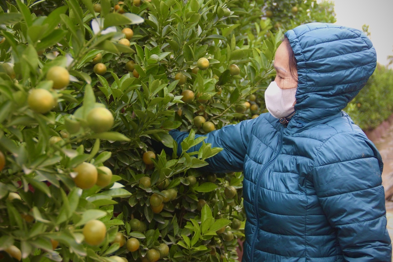 Gia quat Tet tang cao, co loai 25-30 trieu dong/cay hinh anh