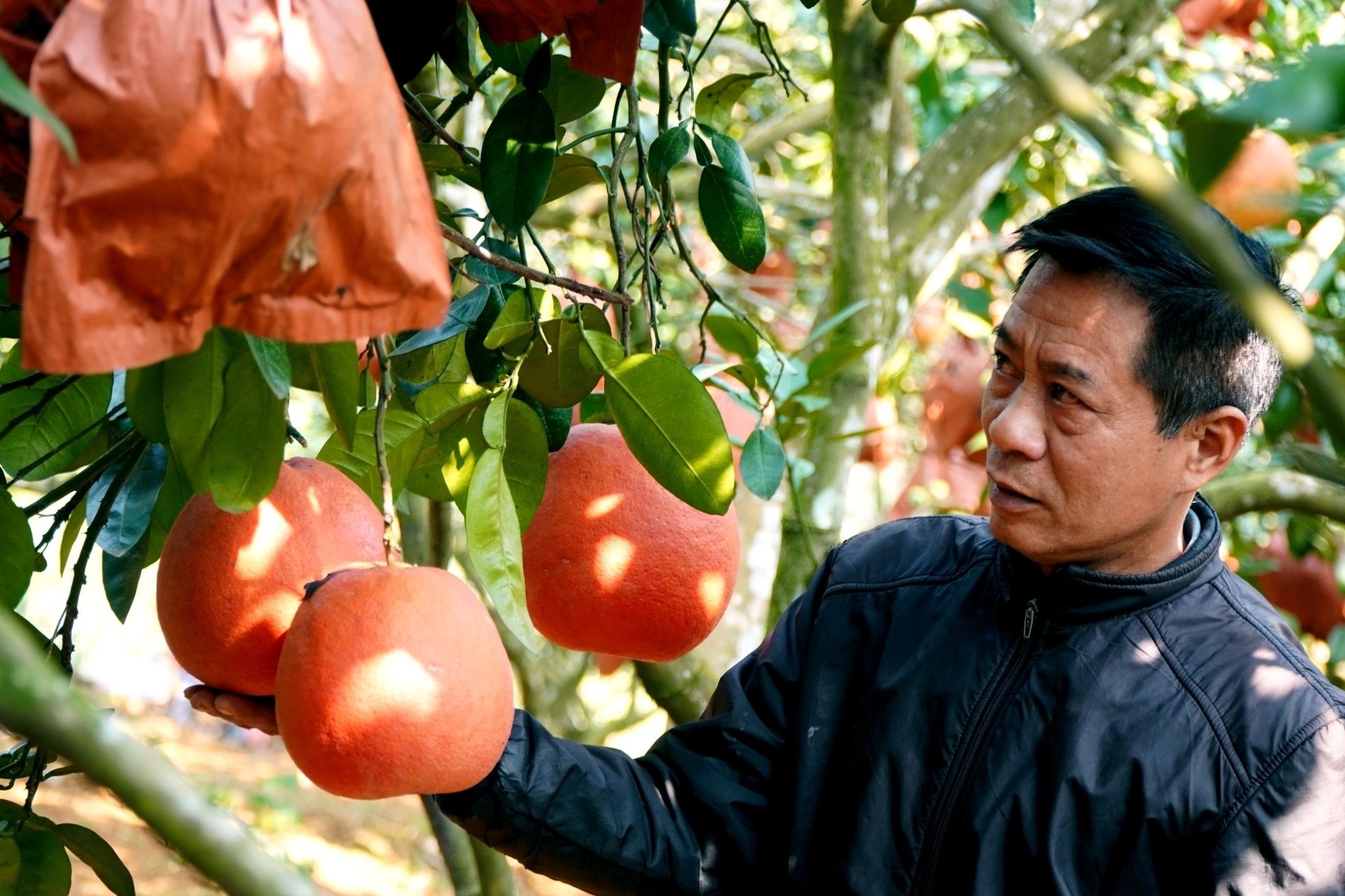 Tu 2 cay buoi bo vo cho, nong dan kiem hang tram trieu moi nam hinh anh