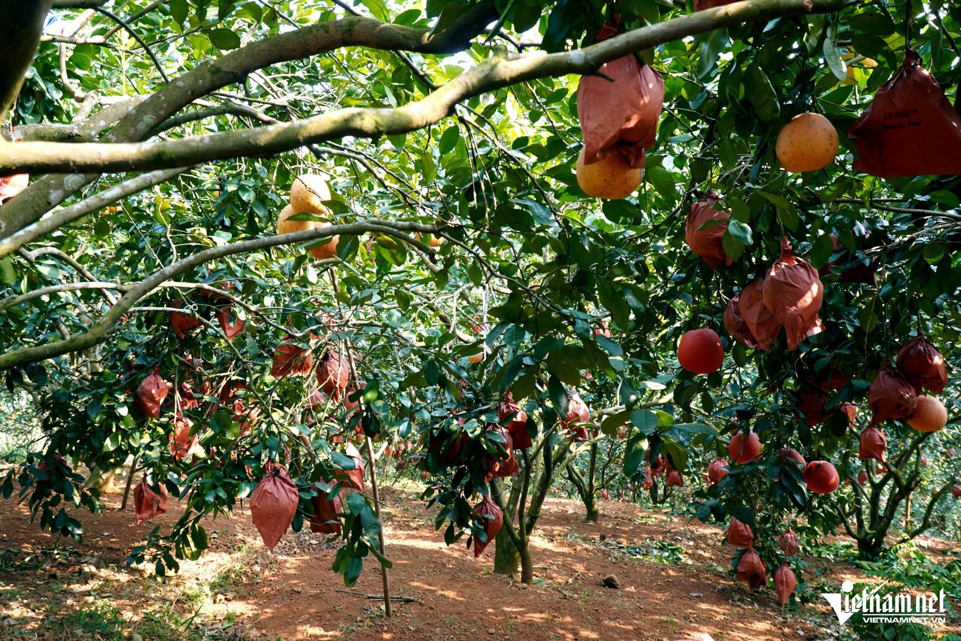 buoi do tien vua anh 2