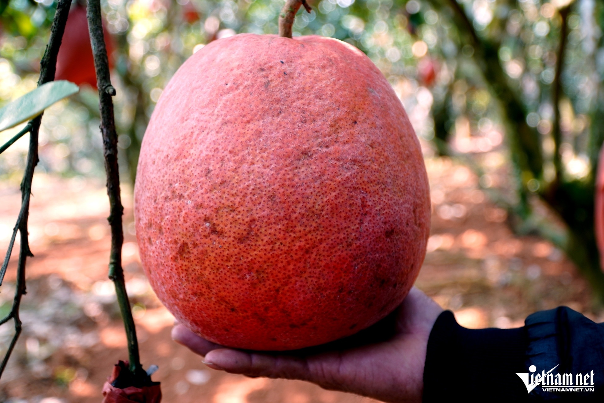 buoi do tien vua anh 3