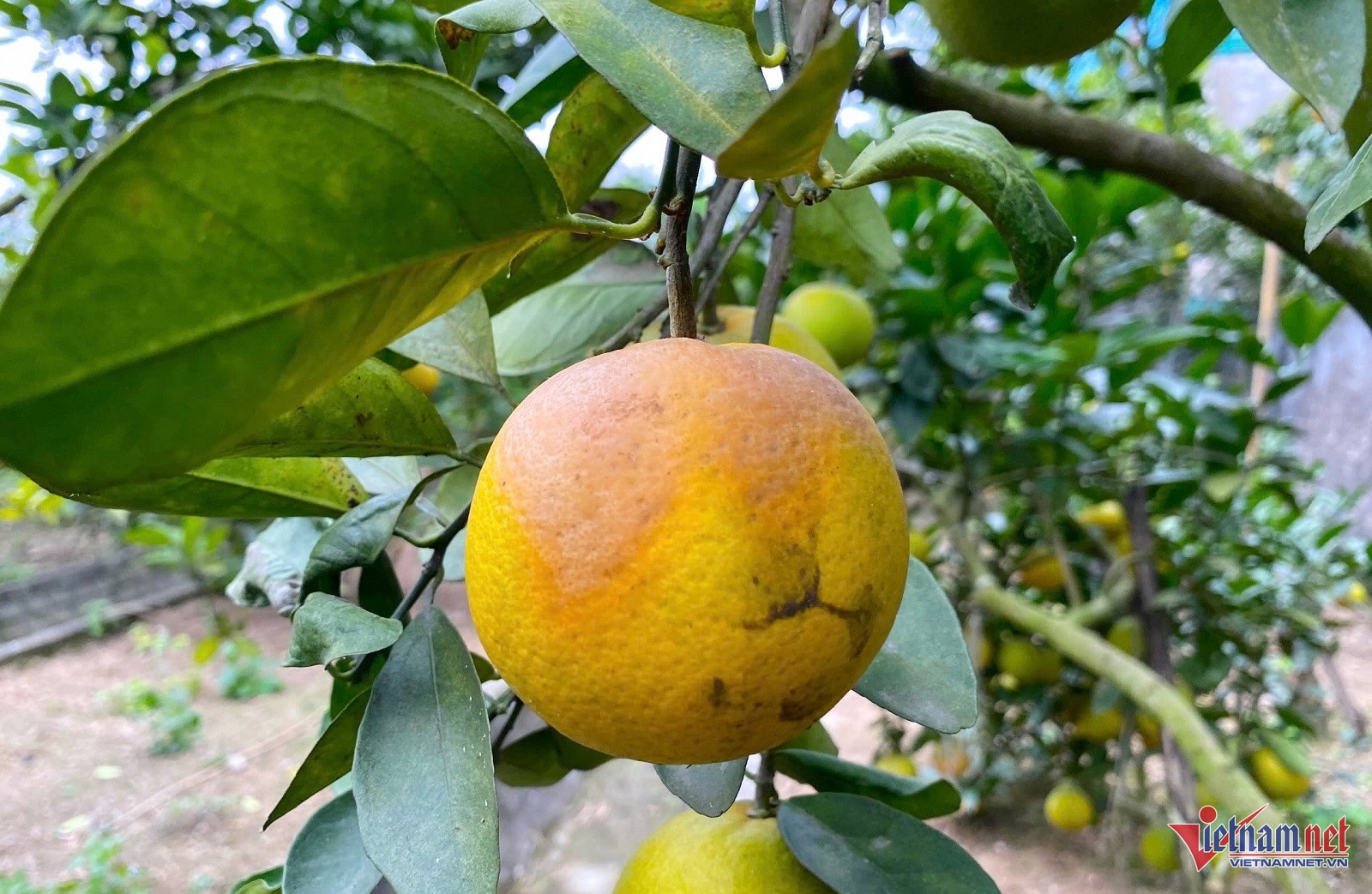 cam tien vua,  cho tet anh 2