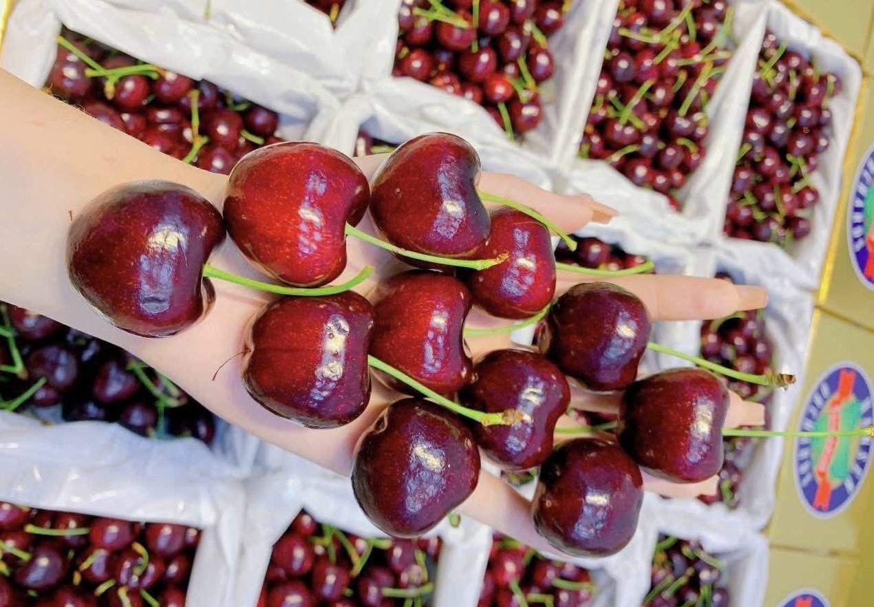 Dat do chua tung thay, 2 trieu dong/kg cherry van ‘chay hang’ cho Tet hinh anh