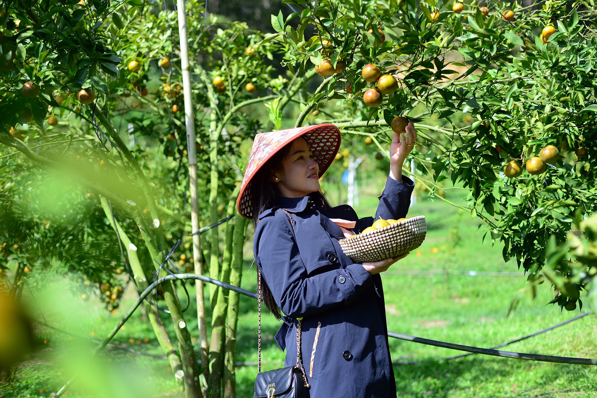 nong dan lam dong anh 4