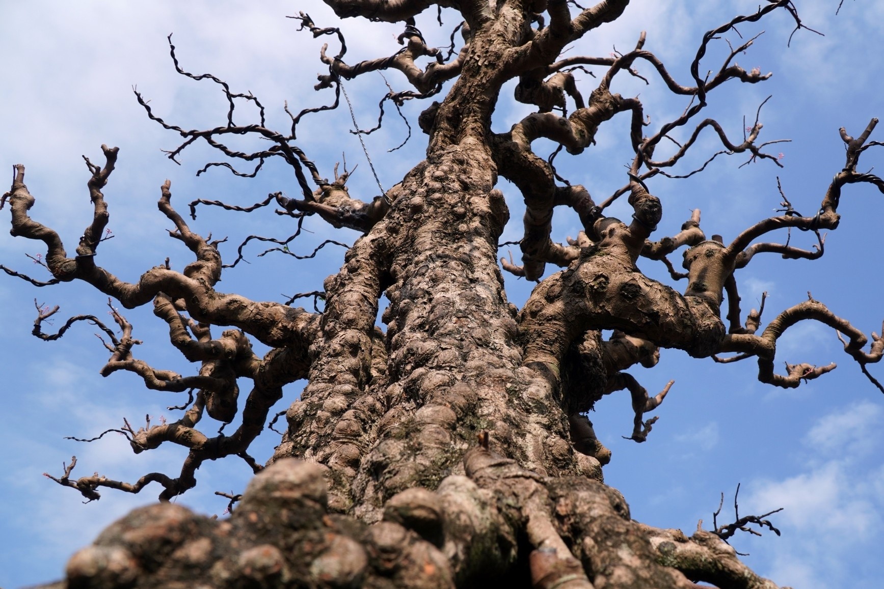 Cay khe co choi Tet 'treo' gia 2,2 ty dong hinh anh