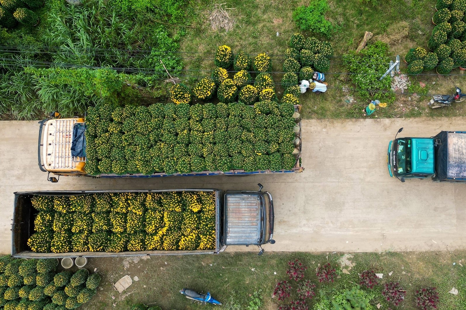 Thuong lai vet sach vuon, 'thu phu' hoa cuc mien Trung an Tet som hinh anh