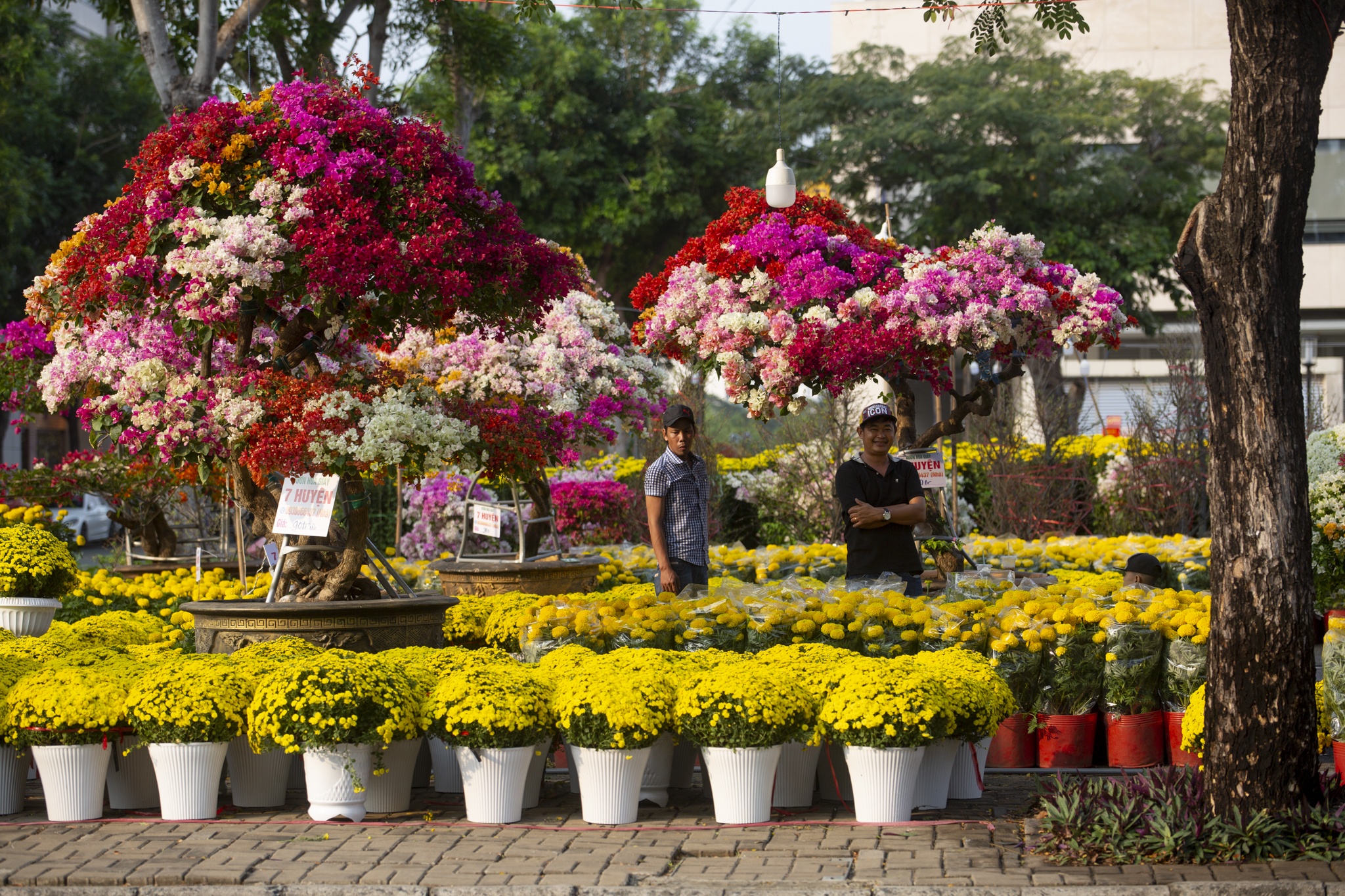 hoa mai,  dao tien vua,  Tet anh 9