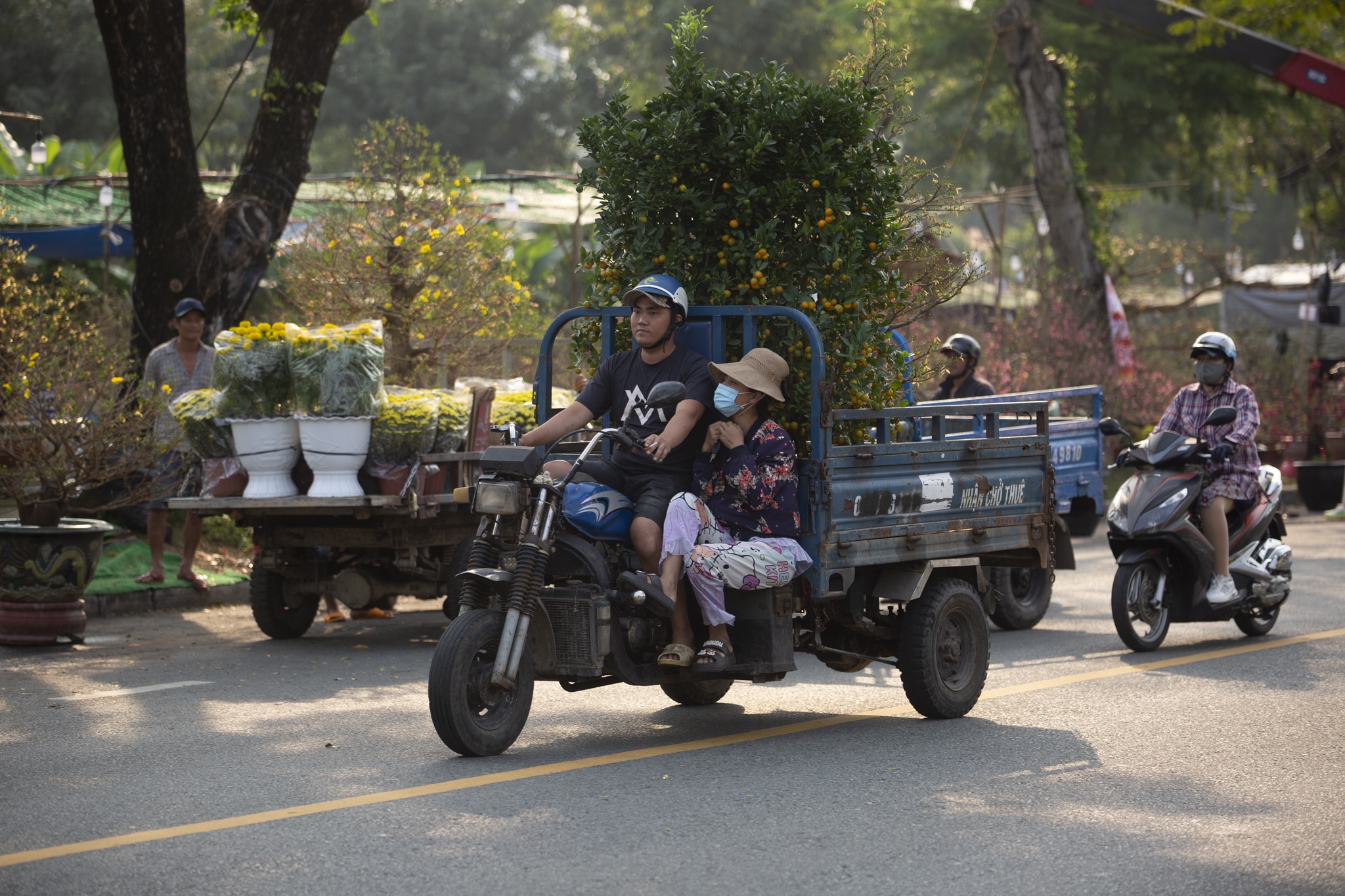 hoa mai,  dao tien vua,  Tet anh 11