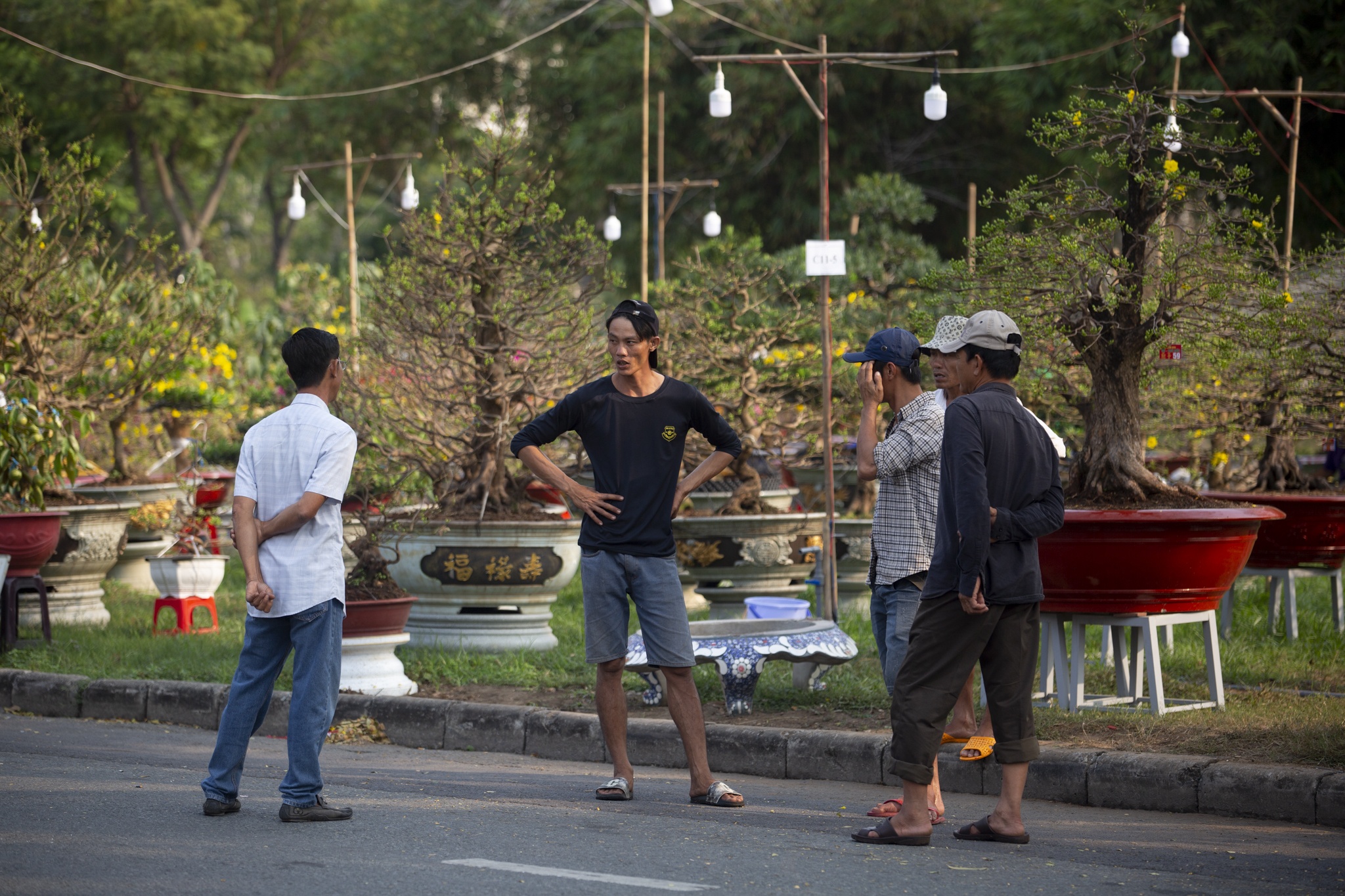 hoa mai,  dao tien vua,  Tet anh 8