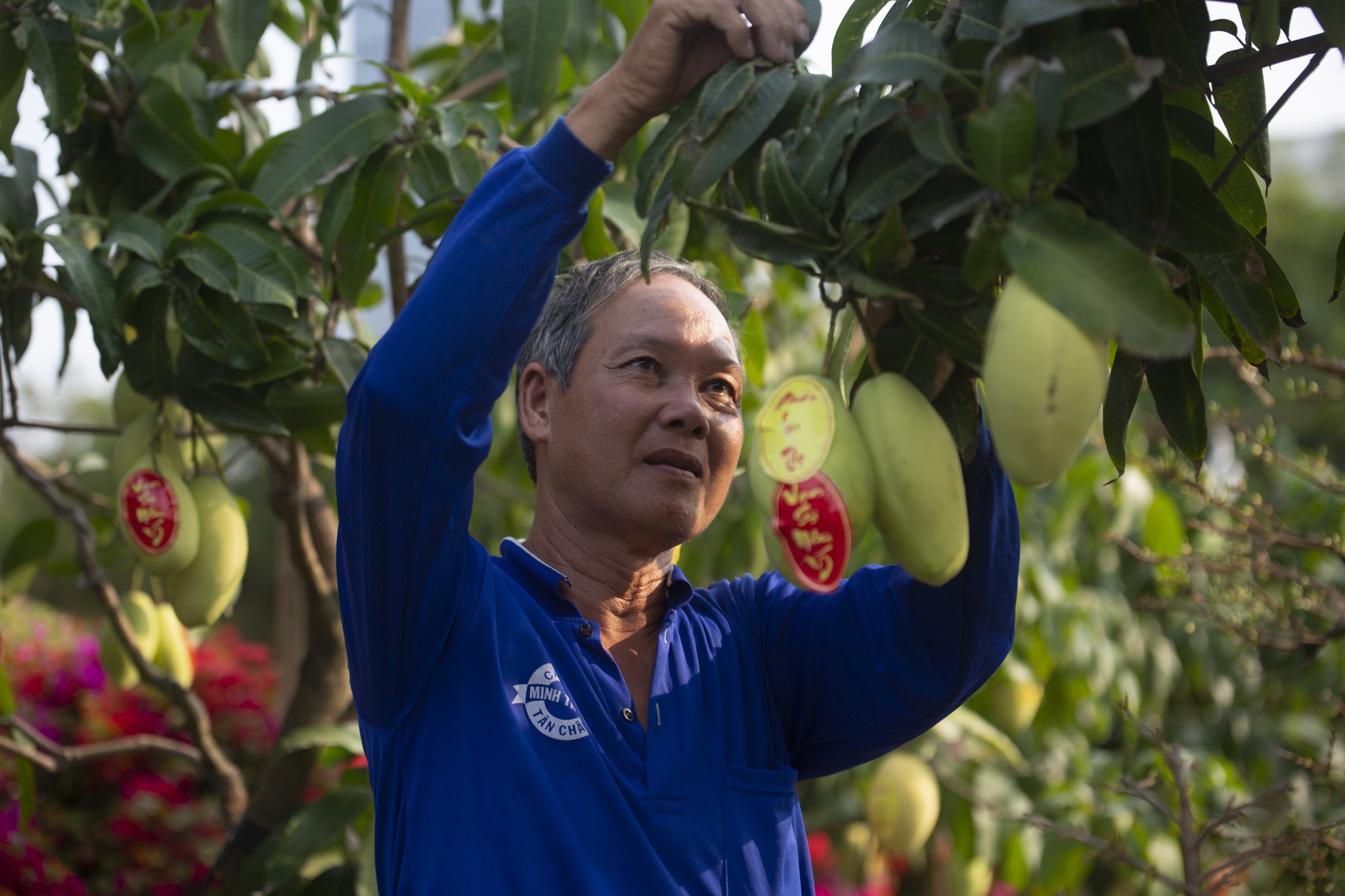 hoa mai,  dao tien vua,  Tet anh 7