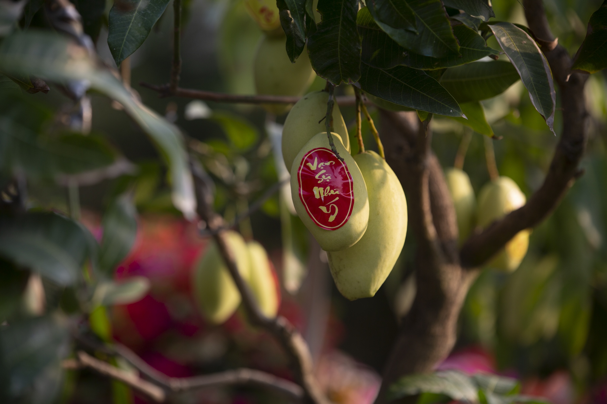 hoa mai,  dao tien vua,  Tet anh 6