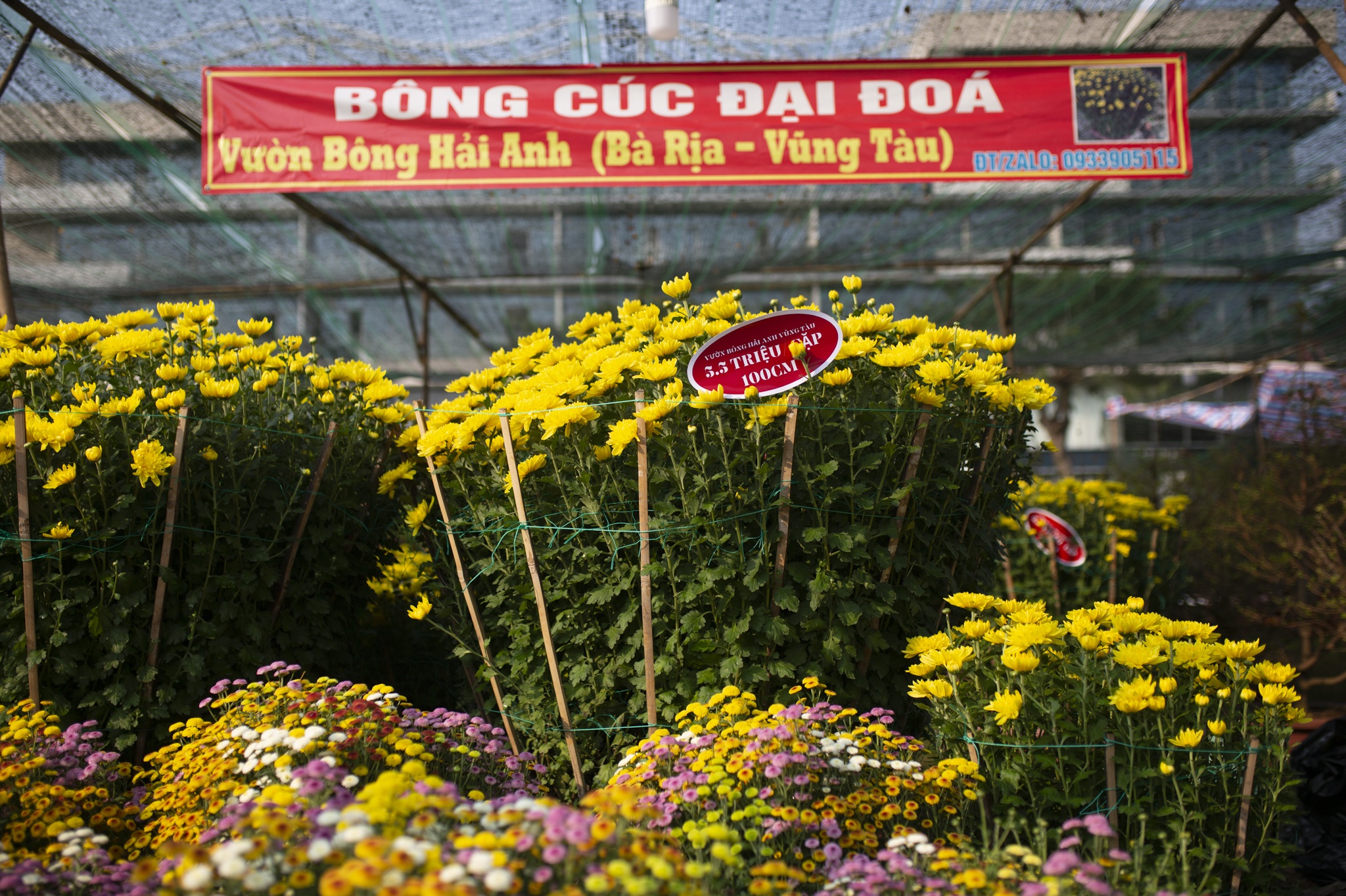 hoa mai,  dao tien vua,  Tet anh 12