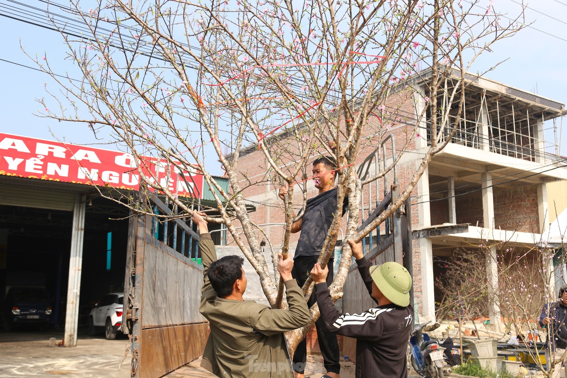 cho tet,  van chuyen dao quat anh 9