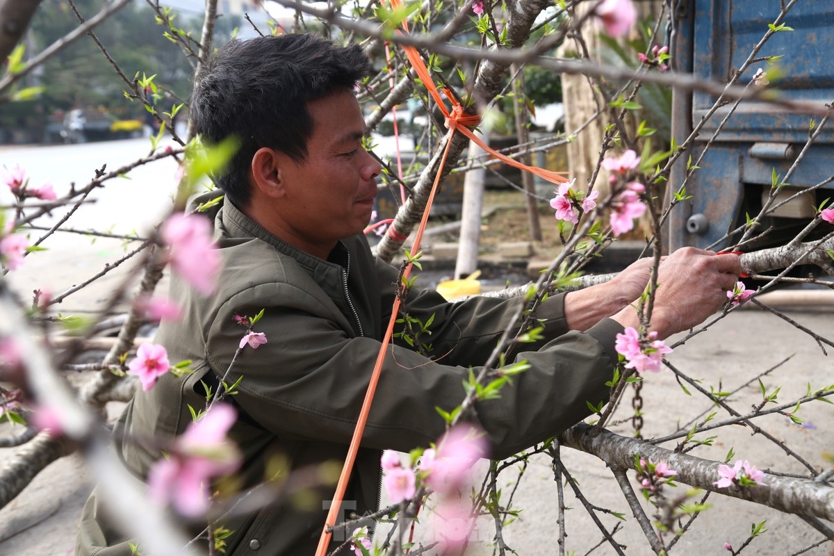 cho tet,  van chuyen dao quat anh 8